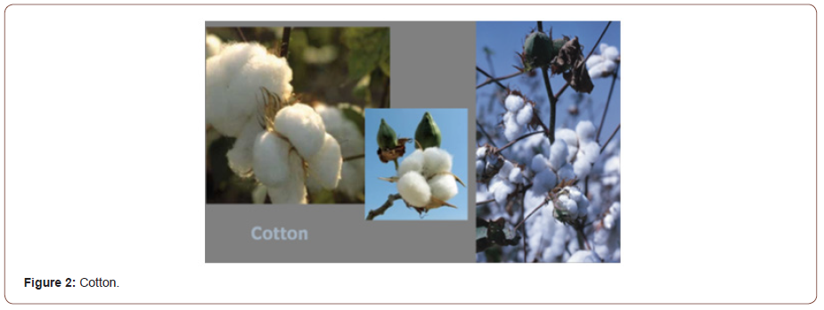 Click here to view Large Figure 2 irispublishers-openaccess-textile-science-fashion