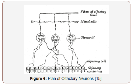 Click here to view Large Figure 6 irispublishers-openaccess-complementary-alternative-medicine
